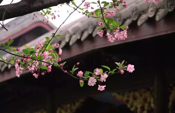 庭院中一些耐寒植物的養護措施